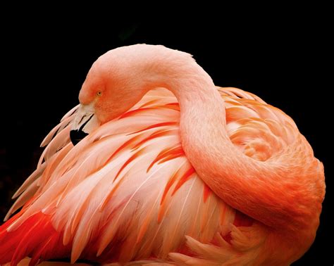 Flamingo Wallpapers Hd Desktop And Mobile Backgrounds