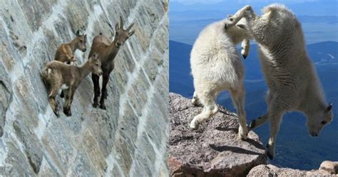 17 Pictures Of Mountain Goats That Prove Gravity Doesnt Exist For Them