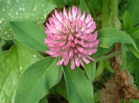 639 x 428 jpeg 92kb. Red Clover Flower Essence - Flower Essences | Flower ...