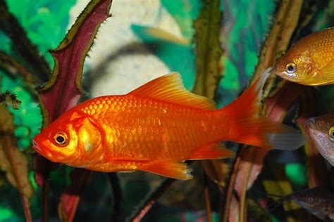 20 Most Popular Types Of Goldfish With Care Guide And Pictures Fish
