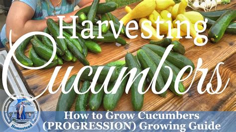 How To Grow Cucumbers Progression Growing Guide How To Harvest Cucumbers Youtube