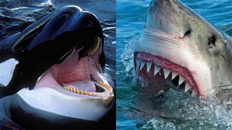 مقارنة بين حيتان الأوركا القاتلة والقرش الأبيض اثنين من أقوى المفترسات البحرية YouTube