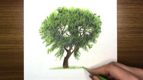 Colored pencil drawing of blue birds. How To Draw A Tree - Real Time | Very Easy | Colored ...