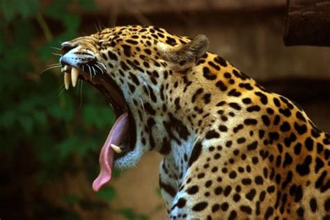 Foto Hewan Jaguar Hitam