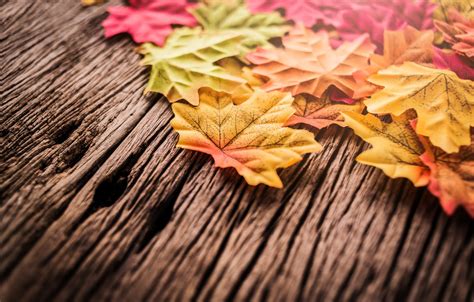 Wallpaper Autumn Leaves Background Tree Wood Background Autumn