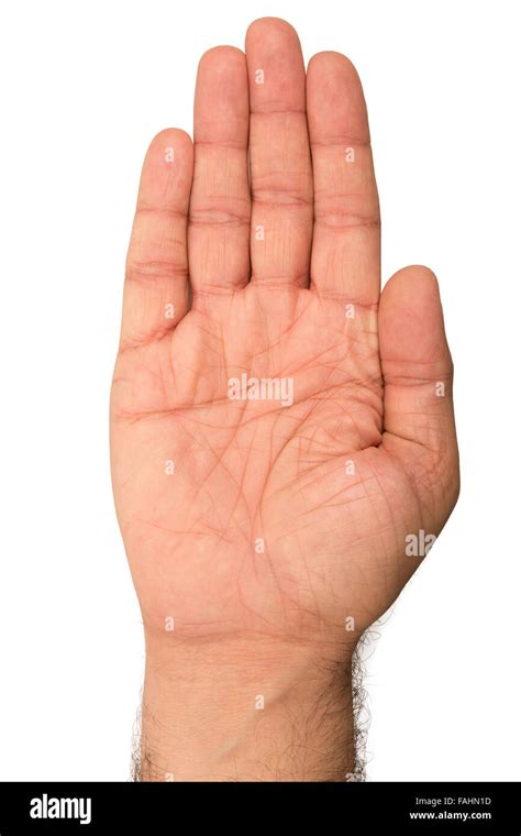 Palm Side Of Hand On White Background Stock Photo Alamy