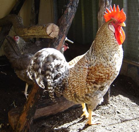 Sex Linked Chickens Mandj Youth Farms