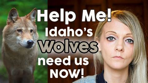 Idahos Wolf Slaughter Help Me Youtube