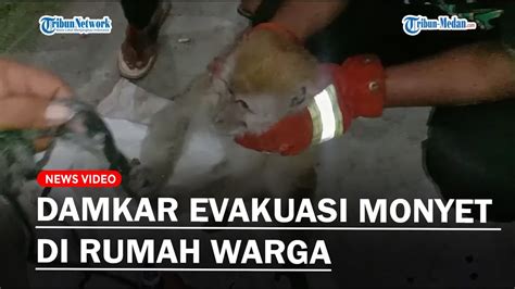 Sempat Dipukul Warga Hingga Luka Damkar Evakuasi Monyet Di Rumah Warga YouTube