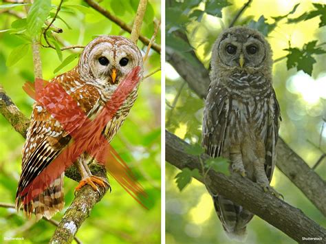 Tell Usfws That Annihilating 400000 Barred Owls Will Not Save Spotted Owls