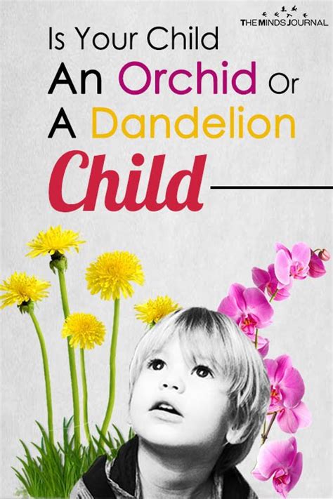 Dandelion Orchid Hypothesis 2 Types Of Children Need Love