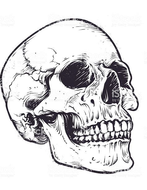 Anatomic Skull Vector Art Detailed Hand Drawn Illustration Of Skull