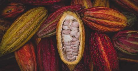 Fresh Cocoa Seeds For Planting Row Coco Theobroma Cocoa Bean Etsy