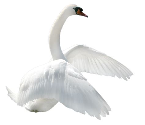 Download Swan Png Image Hq Png Image Freepngimg