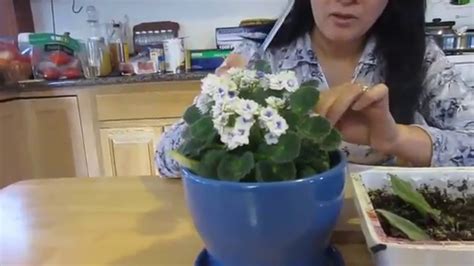 Propagating African Violet From A Leaf Tutorial Youtube