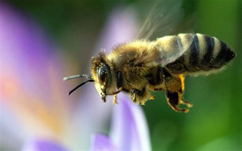 Bienen Darum Ist Das Bienensterben So Gefährlich Für Mensch Und Natur