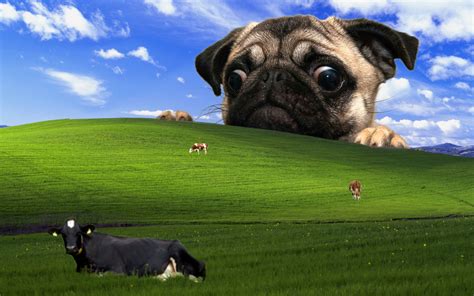 Funny Windows Backgrounds 52 Pictures