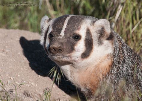 American Badger Portrait On The Wing Photography