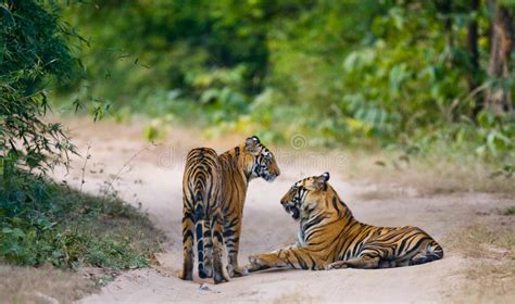 Two Wild Tiger On The Road India Bandhavgarh National Park Madhya