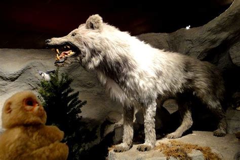 Extinct Wolf Clark County Heritage Museum Near Las Vegas Extinct
