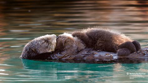 Southern Sea Otter Mother And Pup Wallpapers Monterey Bay Aquarium