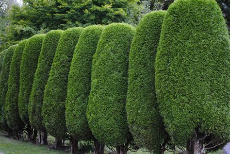 Fast Growing Evergreen Trees For Privacy Zone 8