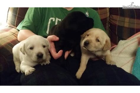 How to pick a puppy. Beautiful Litter: Labrador Retriever puppy for sale near ...