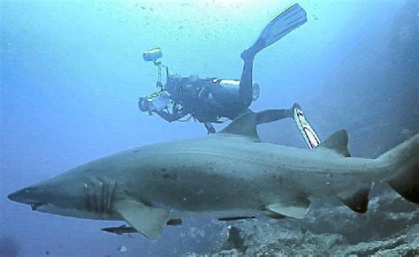 Fraser Helps Grey Nurse Sharks Fraser Coast Chronicle