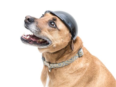 Walkin Dog Helmet Dog Helmet Dogs Dog Tent