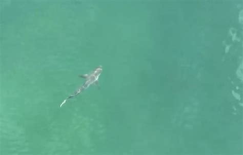 warning for beachgoers as sharks spotted closer than ever to us coastline with spike in