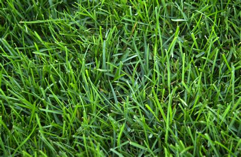 Lawn Doctor Ryegrass Drought Tolerant Grass Turf Grass Drought
