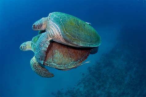Green Sea Turtles Chelonia Mydas Mating Michael Patrick O Neill