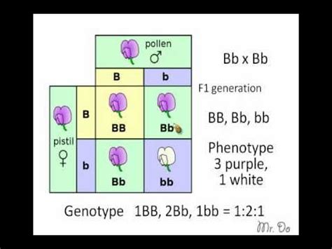 Dihybrid punnett squares, probability and extending mendelian genetics. Good review: Punnett squares, F1 generation, phenotype ...