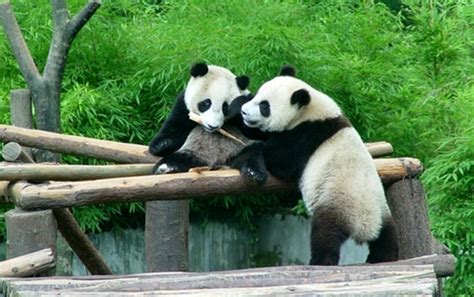 Wolong Panda Reserve Wolong Panda Pandas Habitat In China