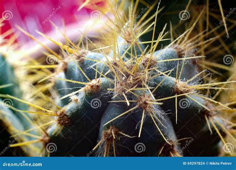 Macro Shot Of A Cactus Stock Photo Image Of Grow Cactus 69297824