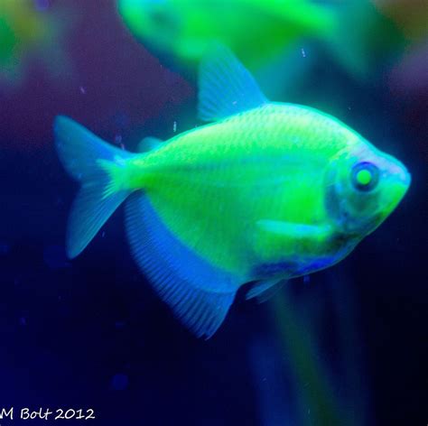 Transgenic Glow In The Dark Fish