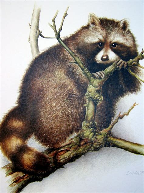 Vintage Raccoon Art Print German Artist Vintage Raccoon Art Etsy