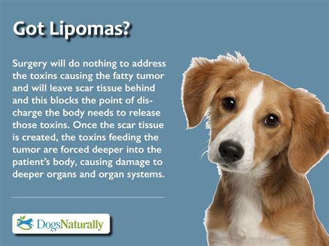 What Is A Fatty Tumor On A Dog