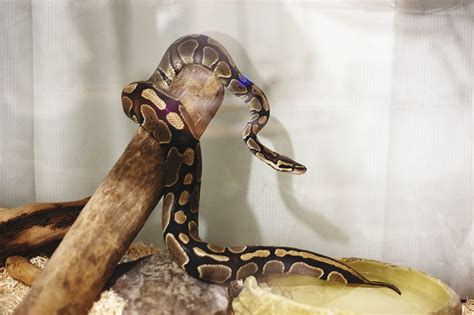 Can I Tell My Ball Pythons Sex Without Popping Or Probing My Pet Python