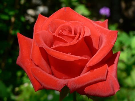 Fiore Natura Rose · Foto Gratis Su Pixabay