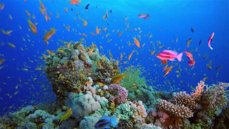Colorful Tropical Coral Reefs Picture Stock Footage Video 100