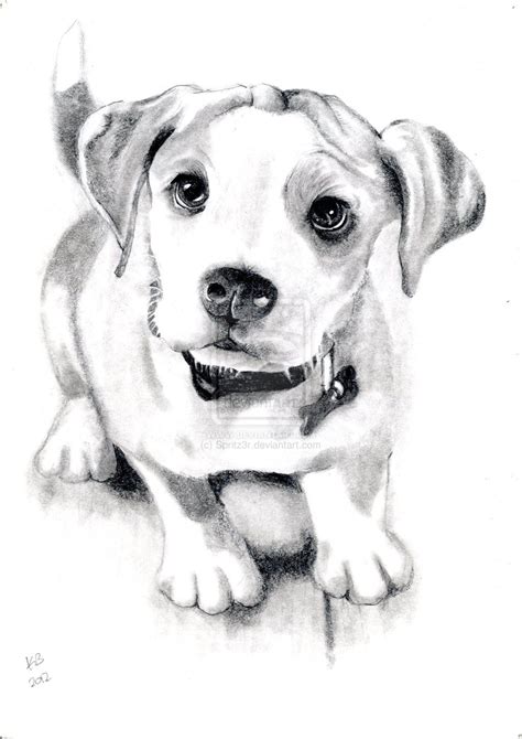 Dog Sketch By Spritz3r On Deviantart Dog Sketch Dog Portraits Dog