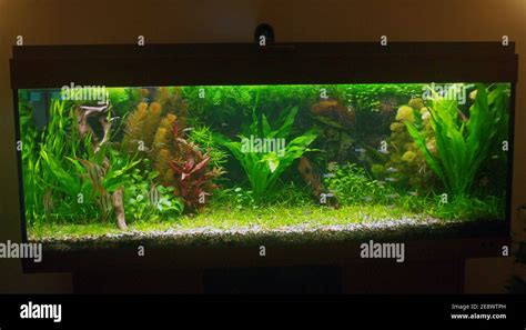 Amazon Biotope Aquarium With Pterophyllum Altum Orinoco Angelfish And