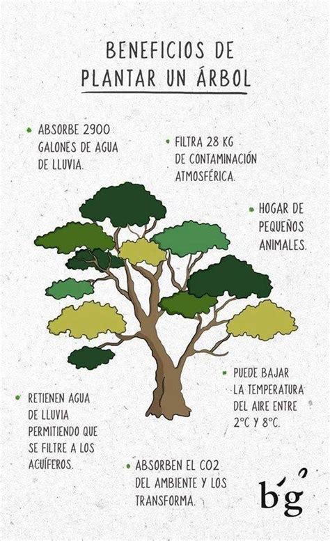 Details 48 Importancia Y Beneficios De Los árboles Abzlocalmx