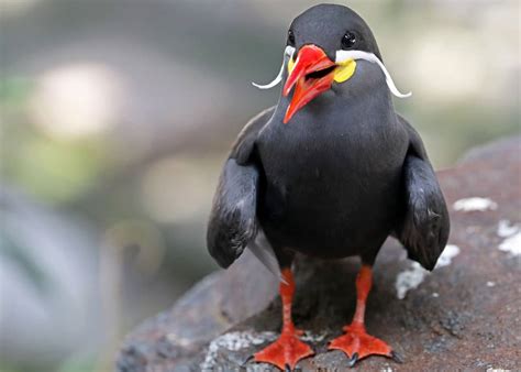 27 Inca Tern Facts The Bird With A Mustache Larosterna Inca