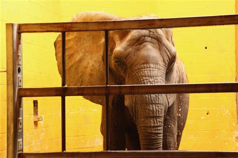 Media Release 10 Worst Zoos For Elephants Exposed By In Defense Of Animals