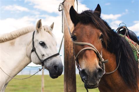 Polish your personal project or design with these arabian horse transparent png images, make it even more personalized and more attractive. white and brown horse - All Creatures Podcast