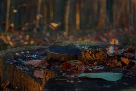 Tree Stump Forest Nature Leaves Macro Hd Wallpapers Desktop And
