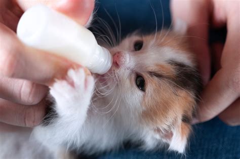 0 8 Haftalık Yavru Kediler Nasıl Beslenir İşte Tüm Detaylar Kedi