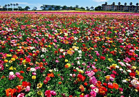 Colorful Flower Fields Of Carlsbad
